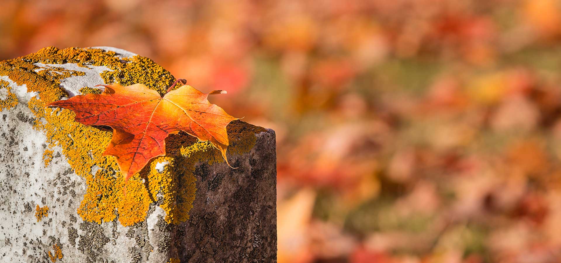 Grabrenovierung & Grabsanierung